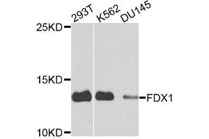 Western blot analysis of extracts of various cells, using FDX1 antibody. (Ferredoxin1 (FDX1) antibody)