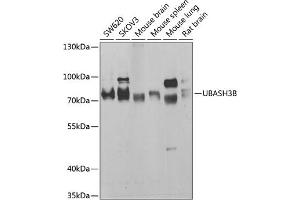 Western blot analysis of extracts of various cell lines, using UBB antibody (ABIN6130181, ABIN6149775, ABIN6149776 and ABIN6222958) at 1:1000 dilution. (UBASH3B antibody  (AA 1-300))