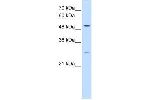RRP1 antibody used at 0. (RRP1 antibody)