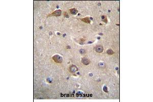 RAB40AL Antibdy (N-term) (ABIN655950 and ABIN2845336) immunohistochemistry analysis in formalin fixed and paraffin embedded human brain tissue followed by peroxidase conjugation of the secondary antibody and DAB staining. (RAB40AL antibody  (N-Term))