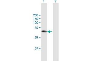 Western Blot analysis of WFIKKN2 expression in transfected 293T cell line by WFIKKN2 MaxPab polyclonal antibody. (WFIKKN2 antibody  (AA 1-576))