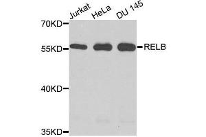 Western blot analysis of extracts of various cell lines, using RELB antibody. (RELB antibody  (AA 380-579))
