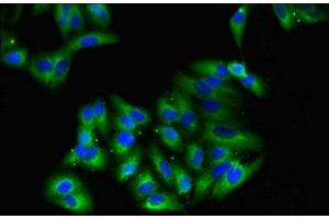 Immunofluorescent analysis of HepG2 cells using ABIN7154672 at dilution of 1:100 and Alexa Fluor 488-congugated AffiniPure Goat Anti-Rabbit IgG(H+L) (GNG4 antibody  (AA 1-72))