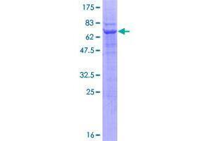 RNF167 Protein (AA 1-350) (GST tag)