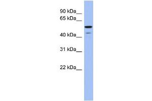 WB Suggested Anti-BMP6 Antibody Titration: 0. (BMP6 antibody  (Middle Region))