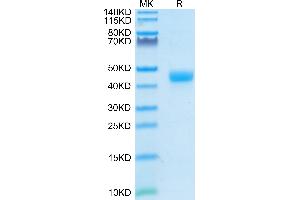 Cynomolgus CD3E/CD3 epsilon 1-27 on Tris-Bis PAGE under reduced condition. (CD3 epsilon Protein (CD3E) (AA 22-48) (Fc-Avi Tag))