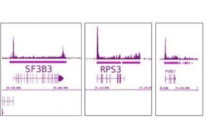 RNA pol II antibody (mAb) tested by ChIP-Seq. (POLR2F antibody)