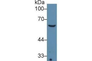 Detection of COL8a1 in Sp2/0 cell lysate using Monoclonal Antibody to Collagen Type VIII Alpha 1 (COL8a1) (COL8A1 antibody  (AA 575-743))