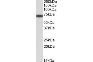 ABIN5539459 (0. (ERO1L antibody  (AA 105-118))