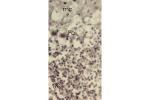 Mouse cerebellar cortex showing molecular cell layer (mc), Purkinje cells (Pc) and granular cell layer. (TXNL1 antibody  (C-Term))