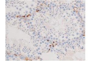 ABIN6267576 at 1/200 staining Mouse testis tissue sections by IHC-P. (Smad2/3 antibody  (pThr8, Thr8))