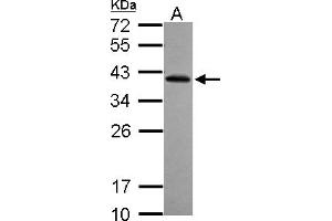 Western Blotting (WB) image for anti-Ret Finger Protein-Like 2 (RFPL2) (AA 58-263) antibody (ABIN1500674) (RFPL2 antibody  (AA 58-263))