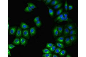 Immunofluorescent analysis of A549 cells using ABIN7164501 at dilution of 1:100 and Alexa Fluor 488-congugated AffiniPure Goat Anti-Rabbit IgG(H+L) (GPR75 antibody  (AA 372-540))