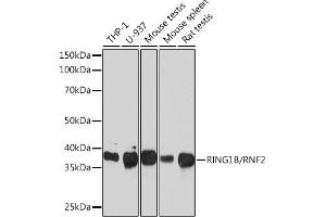 Western blot analysis of extracts of various cell lines, using RING1B/RNF2 Rabbit mAb (ABIN7270070) at 1:1000 dilution. (RNF2 antibody)