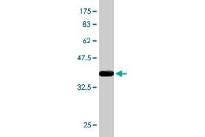 Western Blot detection against Immunogen (36. (NEDD9 antibody  (AA 101-200))