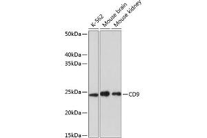 Western blot analysis of extracts of various cell lines, using CD9 antibody (ABIN7266227) at 1:1000 dilution. (CD9 antibody)