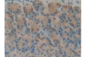 Detection of RPRM in Rat Stomach Tissue using Polyclonal Antibody to Reprimo (RPRM) (Reprimo antibody  (AA 1-109))