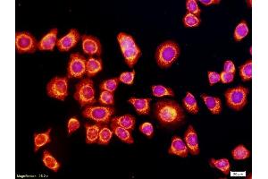 Cells labeled with Anti-VEGF Polyclonal Antibody (ABIN727205). (VEGF antibody  (AA 27-120))