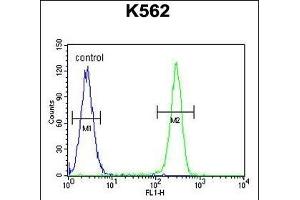 TNFSF4 Antibody (Center) (ABIN655028 and ABIN2844659) flow cytometric analysis of K562 cells (right histogram) compared to a negative control cell (left histogram). (TNFSF4 antibody  (AA 97-125))