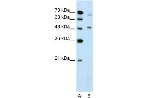 WB Suggested Anti-NR0B1 Antibody Titration:  2. (NR0B1 antibody  (N-Term))