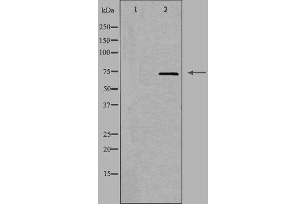 FXR2 antibody  (C-Term)