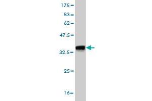 Western Blot detection against Immunogen (36. (Exonuclease 1 antibody  (AA 747-846))