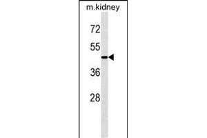G4A Antibody  1808c western blot analysis in mouse kidney tissue lysates (35 μg/lane). (ATG4A antibody  (AA 363-392))