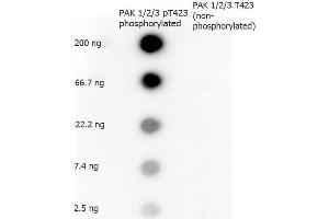 Dot Blot of Rabbit anti-PAK 1/2/3 pT423 antibody. (PAK1/2/3 antibody  (pThr423))