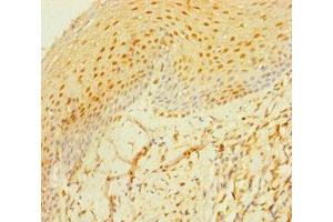 Immunohistochemistry of paraffin-embedded human tonsil tissue using ABIN7159395 at dilution of 1:100 (MS4A6E antibody  (AA 1-52))