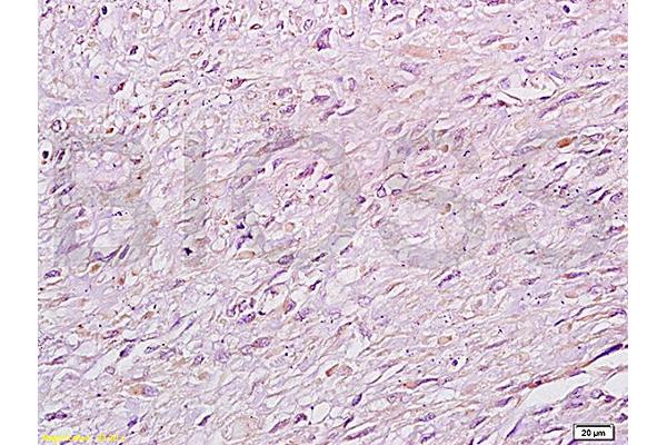 FIP200 antibody  (AA 501-600)