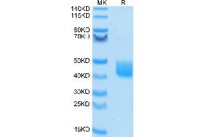 SDS-PAGE (SDS) image for Mesothelin (MSLN) (AA 296-580) protein (FITC,His-Avi Tag) (ABIN7275287)