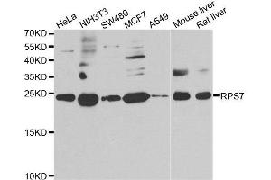 Western blot analysis of extracts of various cell lines, using RPS7 antibody.
