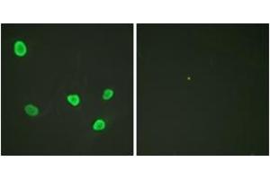 Immunofluorescence analysis of HeLa cells, using Histone H2B (Ab-12) Antibody. (Histone H2B antibody  (AA 10-59))