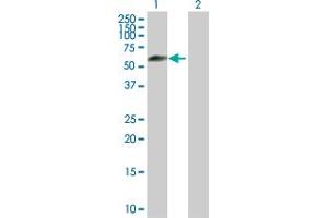 Western Blot analysis of IFRD2 expression in transfected 293T cell line by IFRD2 MaxPab polyclonal antibody. (IFRD2 antibody  (AA 1-442))