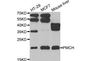 Western blot analysis of extracts of various cell lines, using PMCH antibody. (PMCH antibody)