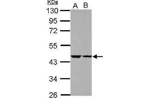 WB Image Sample (30 ug of whole cell lysate) A: HeLa B: HepG2 10% SDS PAGE antibody diluted at 1:1000