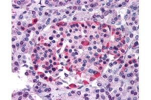 Anti-GPR81 antibody IHC of human pancreas. (GPR81 antibody  (N-Term))