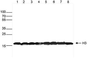 Western blot was performed on whole cell extracts (30μg) from different cell types (lane 1: HeLa, lane 2: K562, lane 3: MCF7, lane 4: U2OS, lane 5: HepG2, lane 6: Jurkat, lane 7: NIH3T3, lane 8: E14Tg2a mouse ES cells) using H3pan Monoclonal Antibody at 1:1,000 dilution in TBS-Tween containing 5% skimmed milk, followed by secondary antibody incubation and exposure. (Histone 3 antibody  (C-Term))