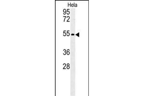 KLF17 antibody  (AA 243-271)