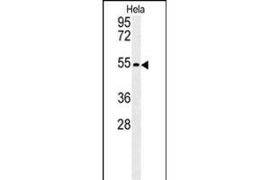 KLF17 Antibody (C-term) (ABIN651698 and ABIN2840365) western blot analysis in Hela cell line lysates (35 μg/lane). (KLF17 antibody  (AA 243-271))