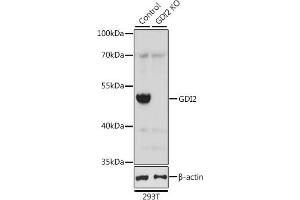 Western blot analysis of extracts from normal (control) and GDI2 knockout (KO) 293T cells, using GDI2 antibody (ABIN6129647, ABIN6141048, ABIN6141049 and ABIN7101828) at 1:2000 dilution.