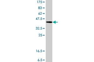 Western Blot detection against Immunogen (38. (CD90 antibody  (AA 26-134))