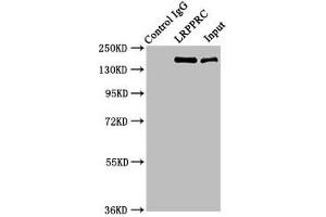 Immunoprecipitating LRPPRC in HepG2 whole cell lysate Lane 1: Rabbit control IgG instead of ABIN7158045 in HepG2 whole cell lysate.