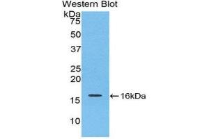 Western Blotting (WB) image for anti-Interleukin 16 (IL16) (AA 1203-1322) antibody (ABIN1859347) (IL16 antibody  (AA 1203-1322))