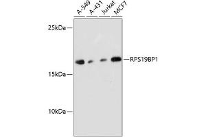 Western blot analysis of extracts of various cell lines, using RPS19BP1 antibody (ABIN6132999, ABIN6147207, ABIN6147208 and ABIN6217154) at 1:3000 dilution. (RPS19BP1 antibody  (AA 1-136))
