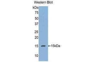 Western Blotting (WB) image for anti-Regenerating Islet-Derived 3 alpha (REG3A) (AA 40-164) antibody (ABIN1078468)