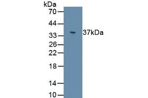 Detection of Recombinant PLIN3, Human using Polyclonal Antibody to Perilipin 3 (PLIN3) (PLIN3 antibody  (AA 134-434))