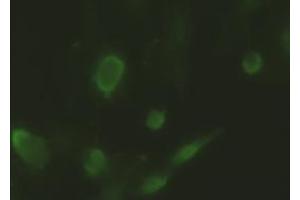 Anti-ID2 mouse monoclonal antibody (ABIN2452680) immunofluorescent staining of HeLa cells transiently transfected by pCMV6-ENTRYID2 (RC205324) (Id2 antibody)