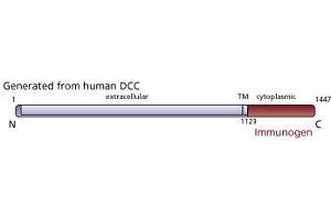 Image no. 2 for anti-Deleted in Colorectal Carcinoma (DCC) antibody (ABIN967443) (DCC antibody)