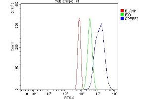 anti-Sterol Regulatory Element Binding Transcription Factor 2 (SREBF2) (AA 371-409) antibody